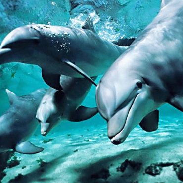 Черное море с дельфинами в естественной среде